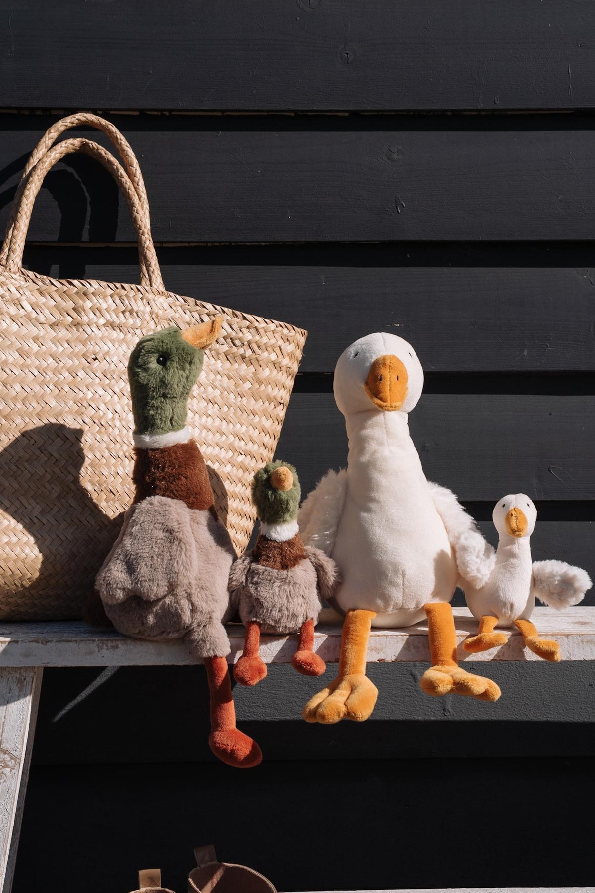Hugo the Mallard Duck