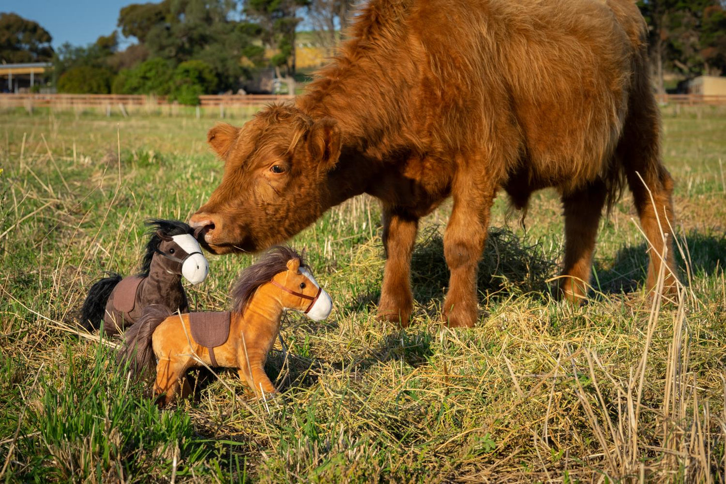 Thunder the Horse