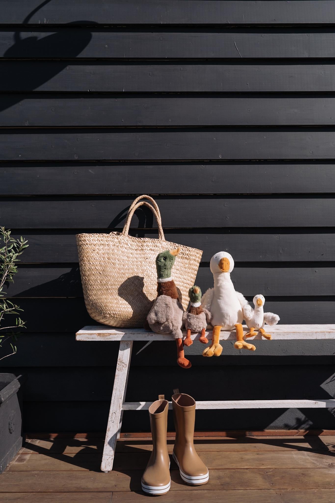 Hugo the Mallard Duck
