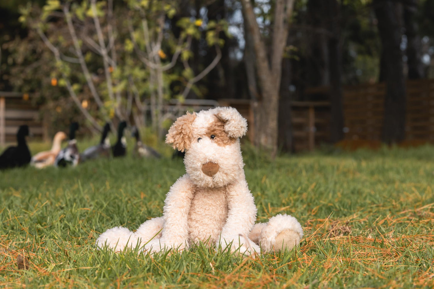 Buddy the Dog